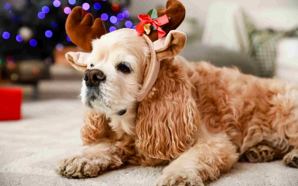 Khám Phá Bộ Sưu Tập Hình Nền Chó Đáng Yêu Nhất Dành Cho Màn Hình Của Bạn 11 Hình nền chó hoạt hình ngộ nghĩnh và đầy màu sắc