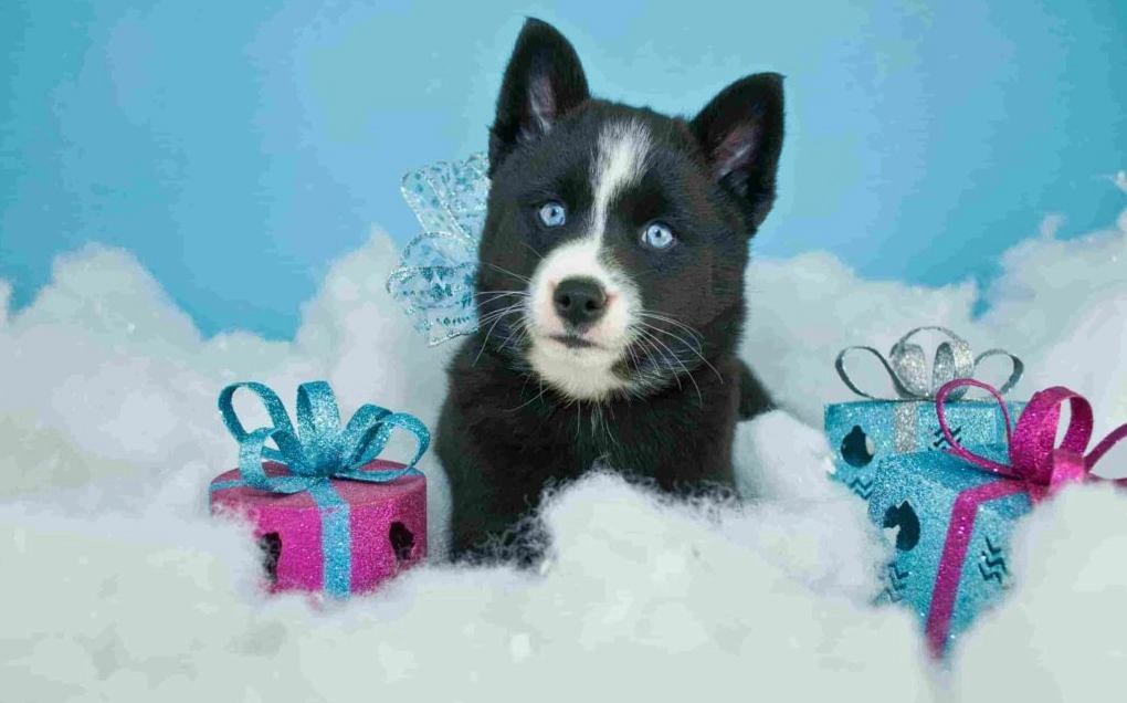 Khám Phá Bộ Sưu Tập Hình Nền Chó Đáng Yêu Nhất Dành Cho Màn Hình Của Bạn 6 Hình nền chó Husky con với bộ lông dày dặn