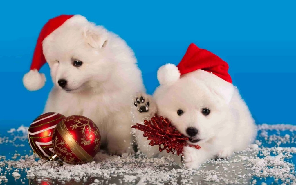 Khám Phá Bộ Sưu Tập Hình Nền Chó Đáng Yêu Nhất Dành Cho Màn Hình Của Bạn 12 Hình nền chó trưởng thành nhìn trực diện