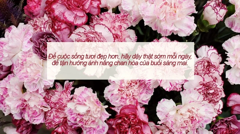 Hình nền chữ hoa với font serif cổ điển cho máy tính
