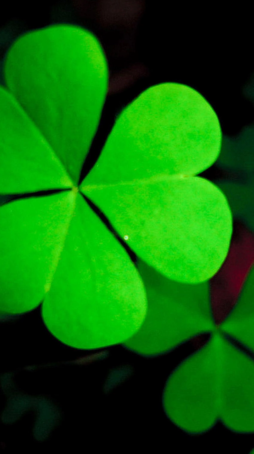 Bộ Sưu Tập Hình Nền Cỏ 4 Lá Tuyệt Đẹp Đong Đầy May Mắn 3 Hình nền cỏ 4 lá xanh tinh khiết phóng to cho điện thoại iPhone