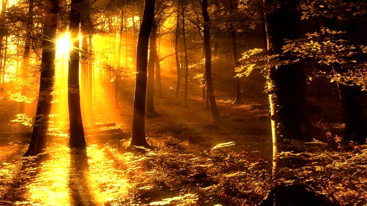 Hình nền đẹp thiên nhiên rừng cây cổ thụ với tia nắng mặt trời xuyên qua tán lá