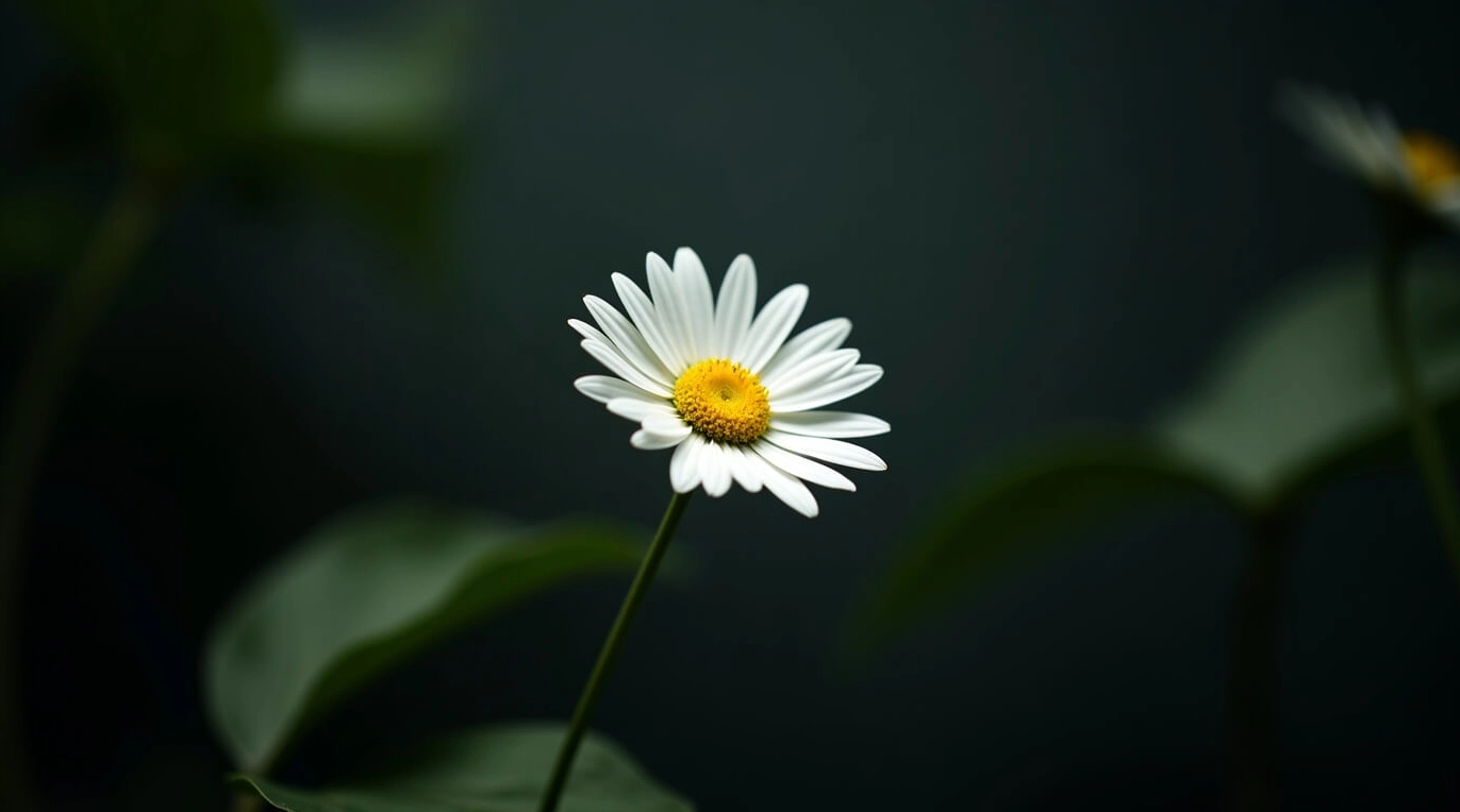 Hình nền đẹp thiên nhiên tối giản với một bông hoa cúc trắng tinh khôi