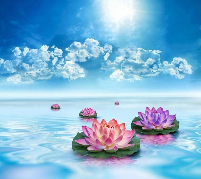 Hình nền đóa sen hồng duyên dáng với những giọt sương ban mai