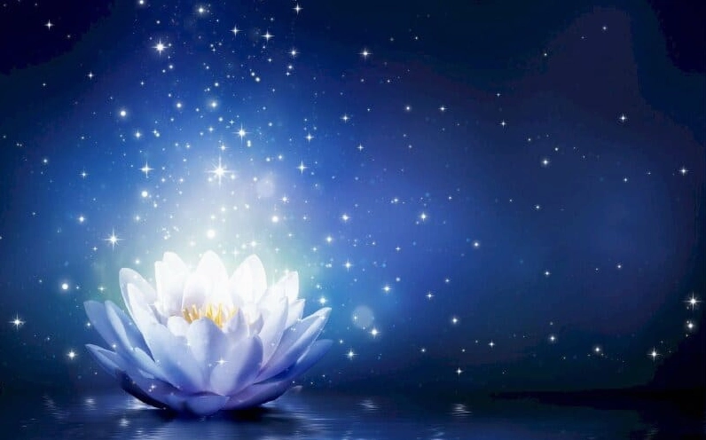 Bộ Sưu Tập Hình Nền Hoa Sen Đẹp Mê Hồn Và Nét Thanh Khiết 12 Hình nền đóa sen hồng rực rỡ dưới ánh nắng vàng ươm buổi chiều