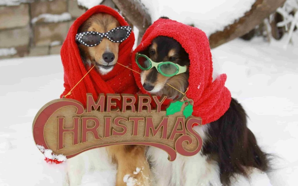 Khám Phá Bộ Sưu Tập Hình Nền Chó Đáng Yêu Nhất Dành Cho Màn Hình Của Bạn 10 Hình nền hai con chó dễ thương đang chơi đùa