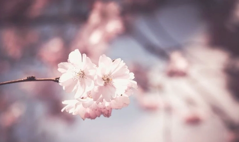 Hình nền hoa đào đâm chồi nảy lộc, biểu tượng của sự sống mới