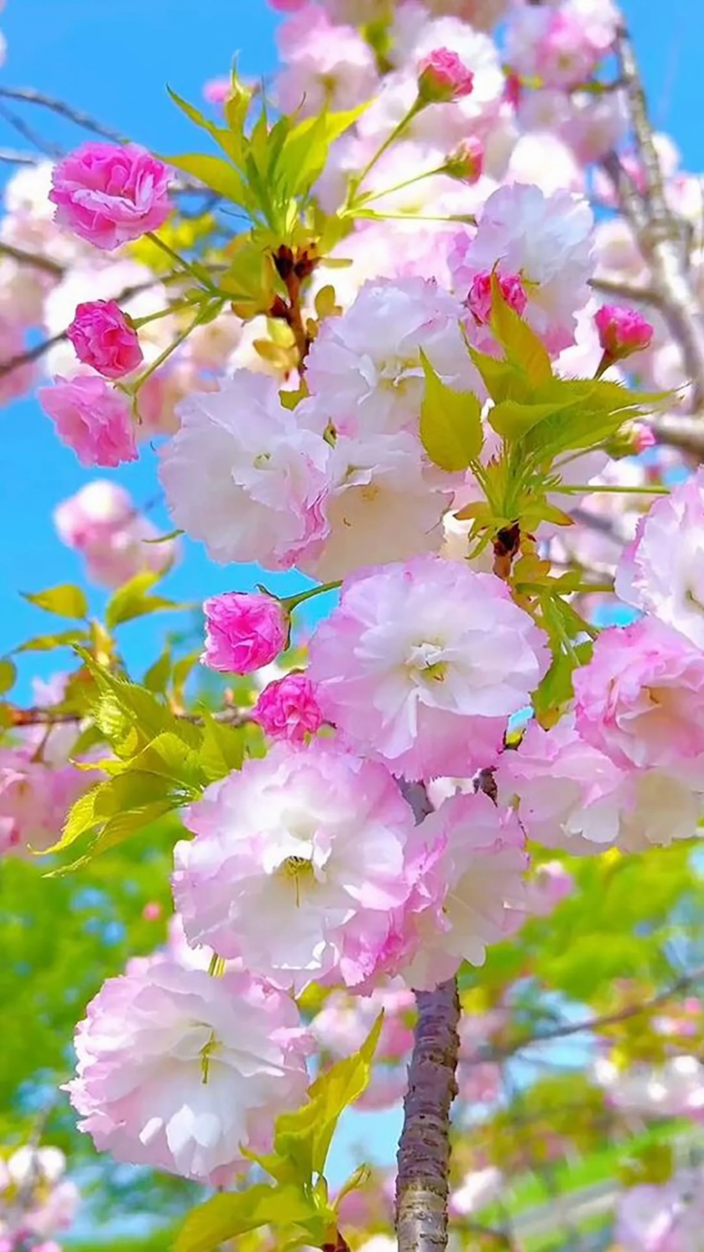 hình nền hoa đẹp rực rỡ của hoa mẫu đơn hồng