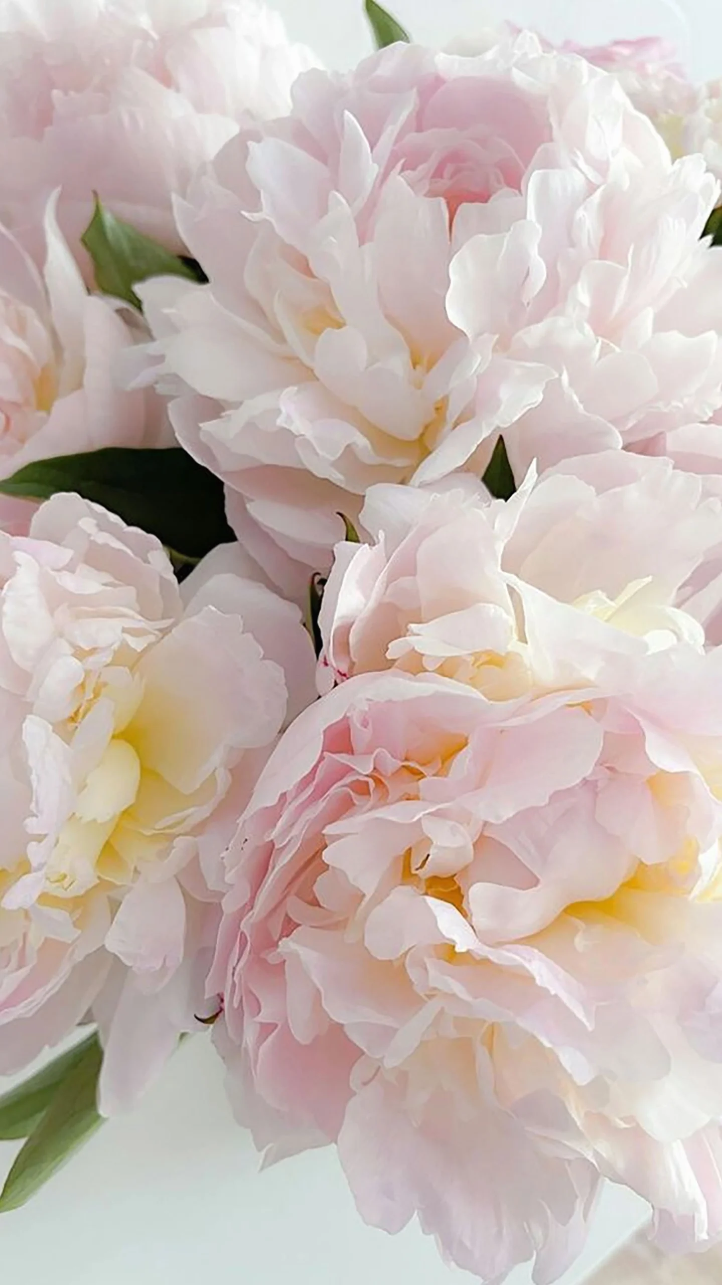 Hình nền hoa đẹp với những bông mẫu đơn trắng tinh khôi