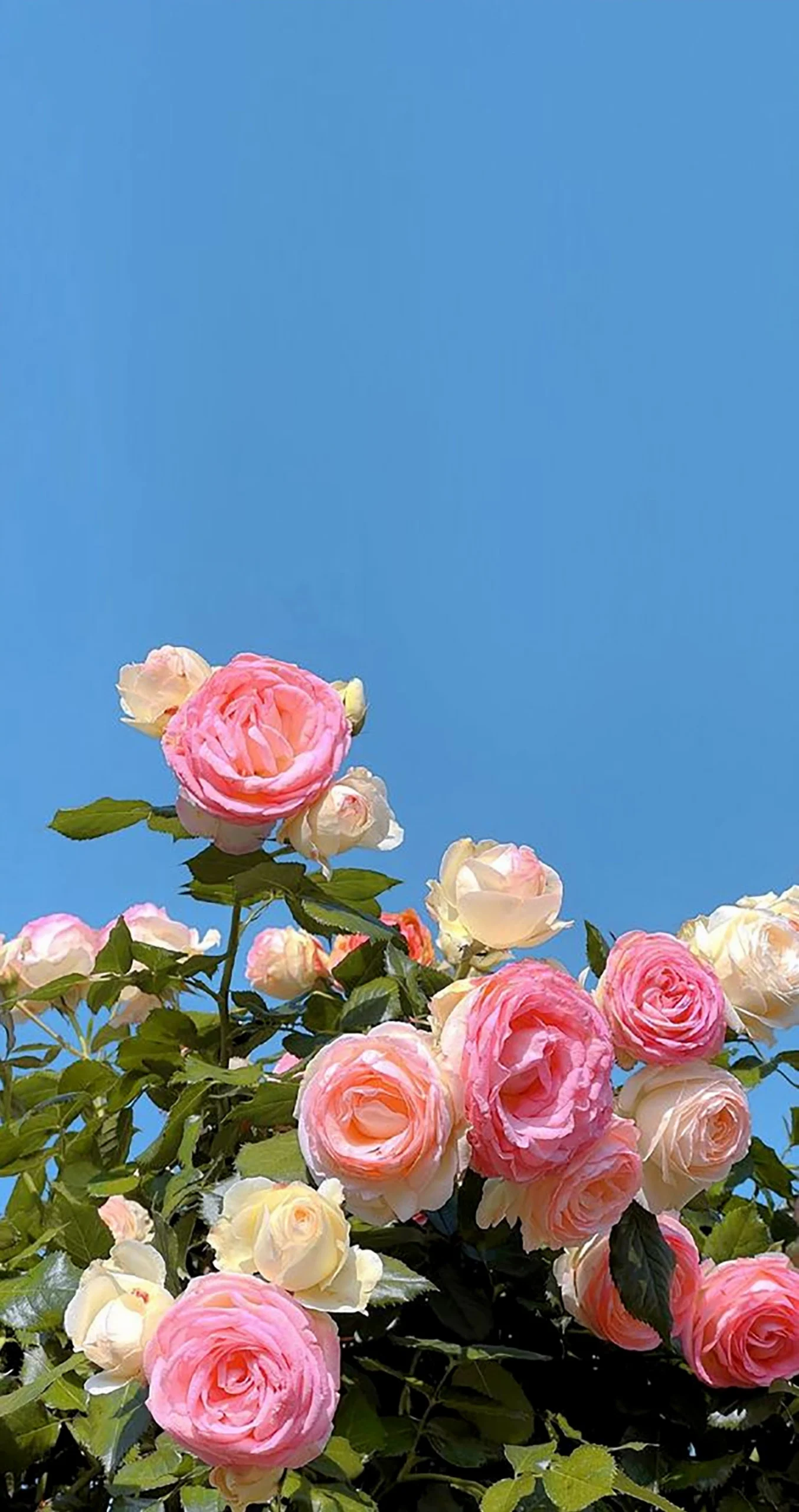 hình nền hoa đẹp với tông màu hồng cam dịu mắt