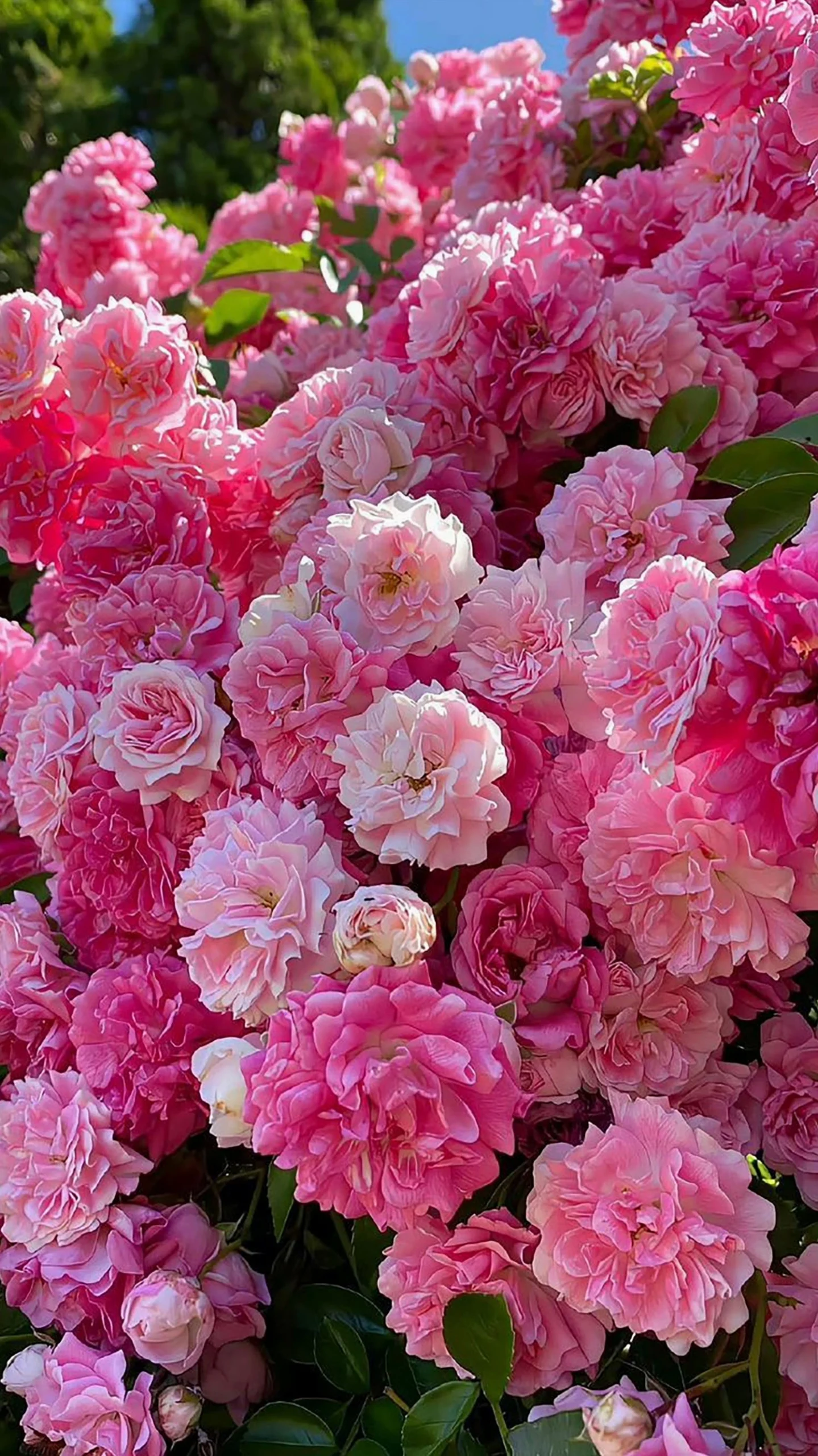 Bộ sưu tập hình nền hoa mẫu đơn lung linh và ý nghĩa phong thủy 13 Hình nền hoa mẫu đơn cổ điển với tông màu ấm áp