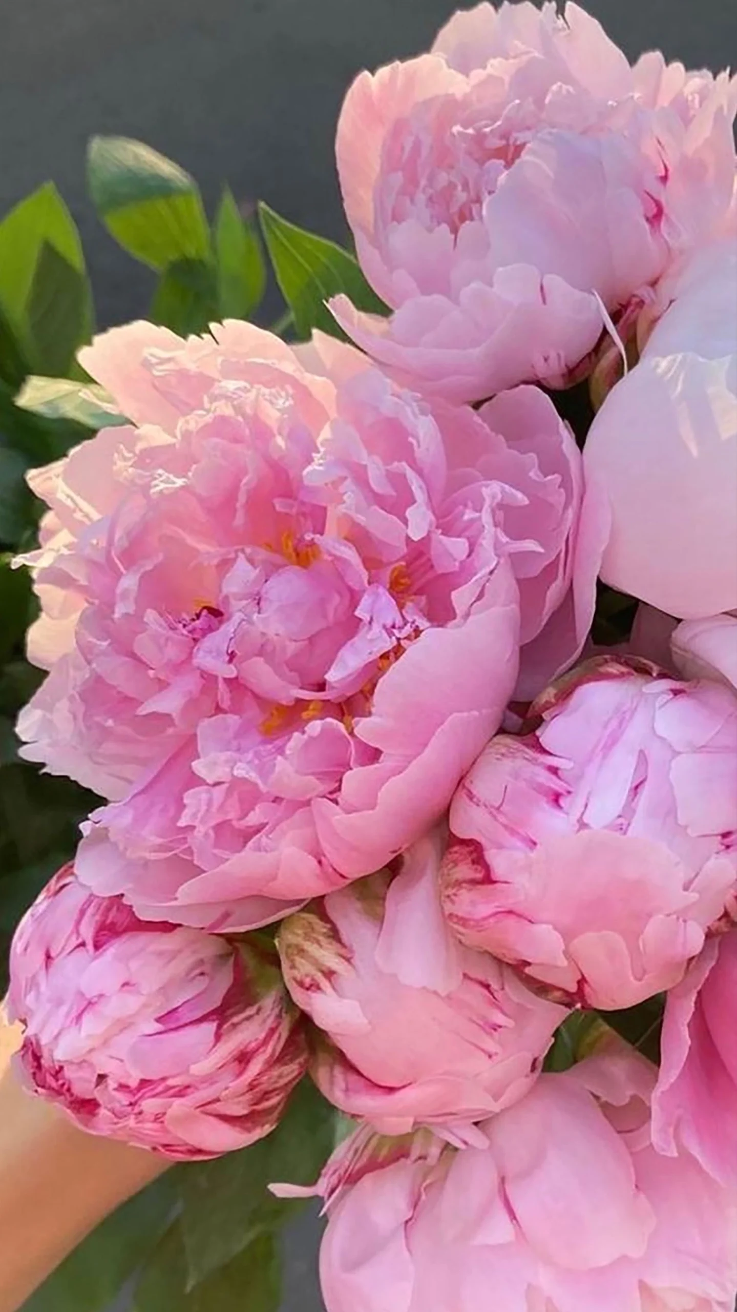 Bộ sưu tập hình nền hoa mẫu đơn lung linh và ý nghĩa phong thủy 7 Hình nền hoa mẫu đơn đỏ bung nở khoe sắc