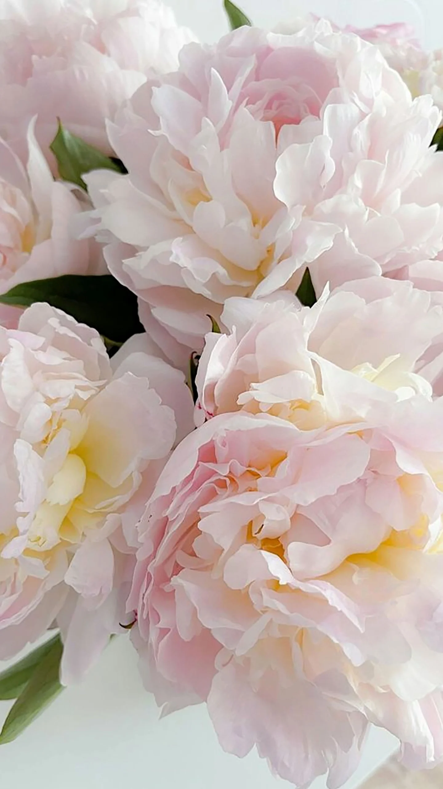 Bộ sưu tập hình nền hoa mẫu đơn lung linh và ý nghĩa phong thủy 1 Hình nền hoa mẫu đơn màu hồng phấn dịu dàng