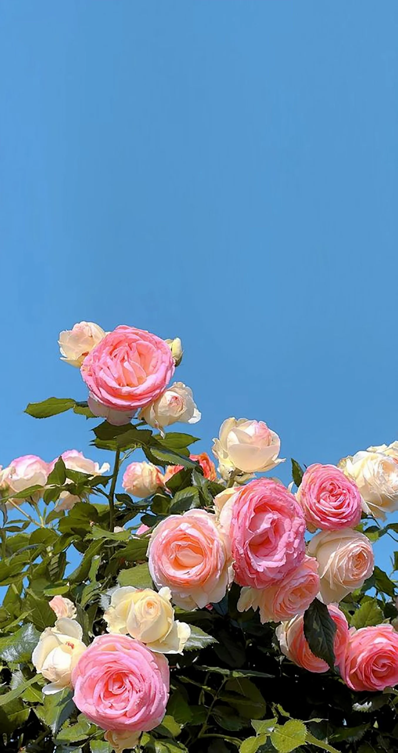 Bộ sưu tập hình nền hoa mẫu đơn lung linh và ý nghĩa phong thủy 9 Hình nền hoa mẫu đơn nở rộ tuyệt đẹp dưới ánh nắng