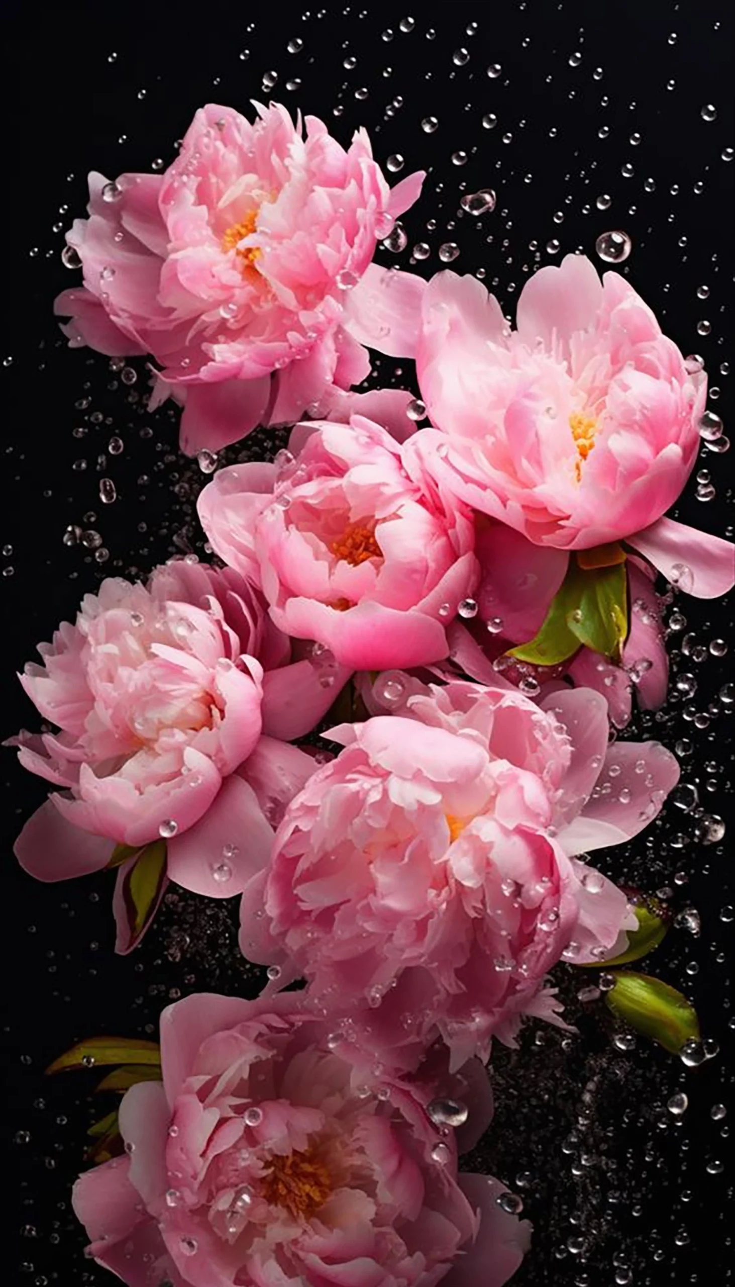 Bộ sưu tập hình nền hoa mẫu đơn lung linh và ý nghĩa phong thủy 19 Hình nền hoa mẫu đơn sắc tím hoàng gia