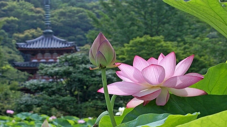 Bộ Sưu Tập Hình Nền Hoa Sen Đẹp Mê Hồn Và Nét Thanh Khiết 2 Hình nền hoa sen giữa làn nước trong xanh, tạo nên khung cảnh yên bình