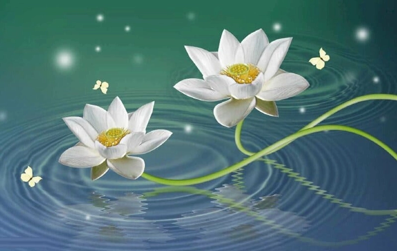 Hình nền hoa sen hồng đang nở đẹp, với nhụy vàng ở trung tâm