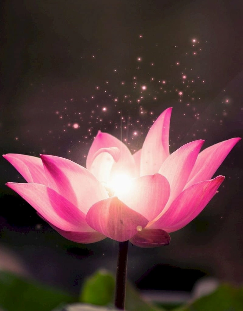 Bộ Sưu Tập Hình Nền Hoa Sen Đẹp Mê Hồn Và Nét Thanh Khiết 6 Hình nền hoa sen trắng tinh khôi nổi bật trên nền xanh của lá