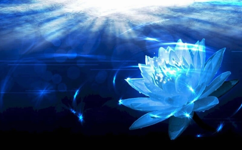 Bộ Sưu Tập Hình Nền Hoa Sen Đẹp Mê Hồn Và Nét Thanh Khiết 10 Hình nền hoa sen và lá xanh mướt, tạo cảm giác gần gũi với thiên nhiên