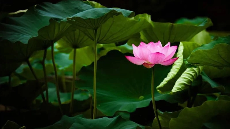 Bộ Sưu Tập Hình Nền Hoa Sen Đẹp Mê Hồn Và Nét Thanh Khiết 18 Hình nền hoa sen và nụ sen e ấp, tượng trưng cho sự khởi đầu mới