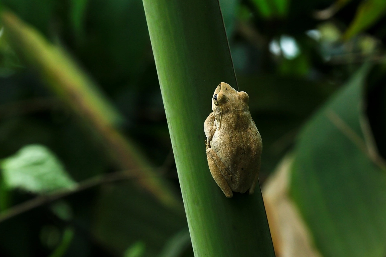 Hình nền macbook với hình ảnh Scaphiopus Holbrookii ấn tượng