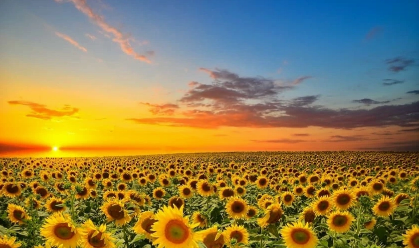 Hình nền máy tính cầu may với sa mạc hùng vĩ