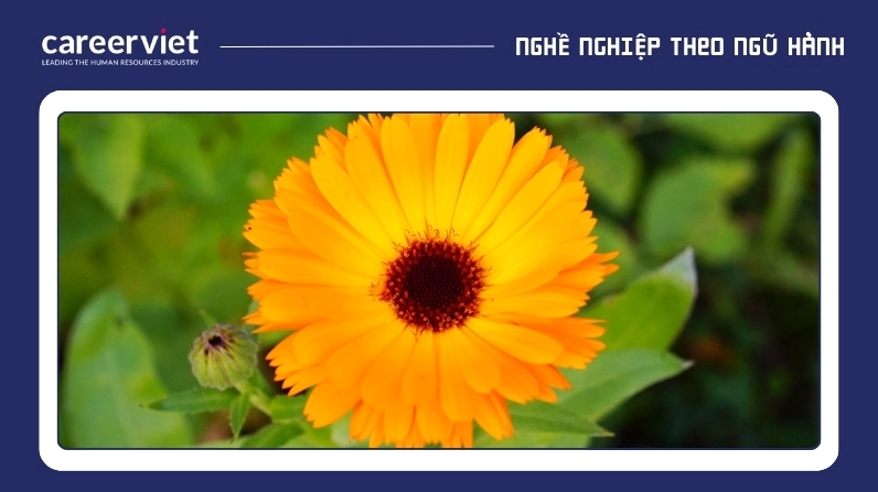 Top 17 hình nền mệnh kim đẹp nhất và ý nghĩa mang tài lộc 8 Hình nền mệnh kim với vườn hoa đồng tiền rực rỡ sắc vàng