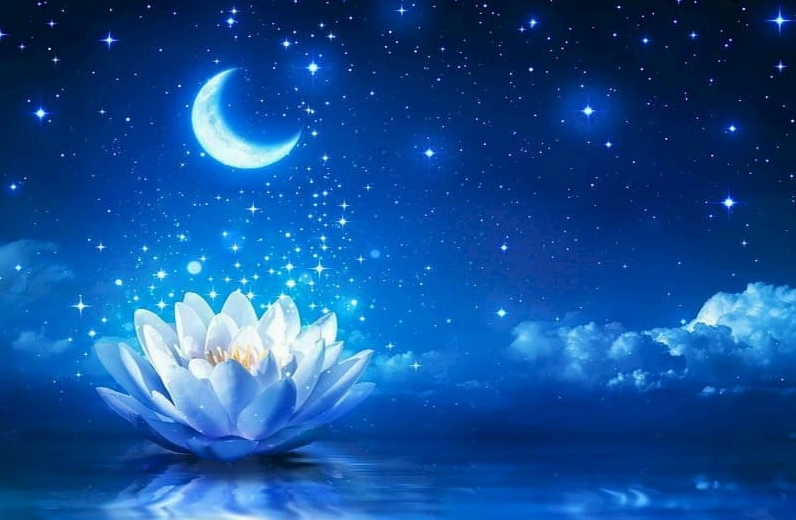 Bộ Sưu Tập Hình Nền Hoa Sen Đẹp Mê Hồn Và Nét Thanh Khiết 15 Hình nền một đóa sen trắng lớn, tượng trưng cho sự thuần khiết tuyệt đối