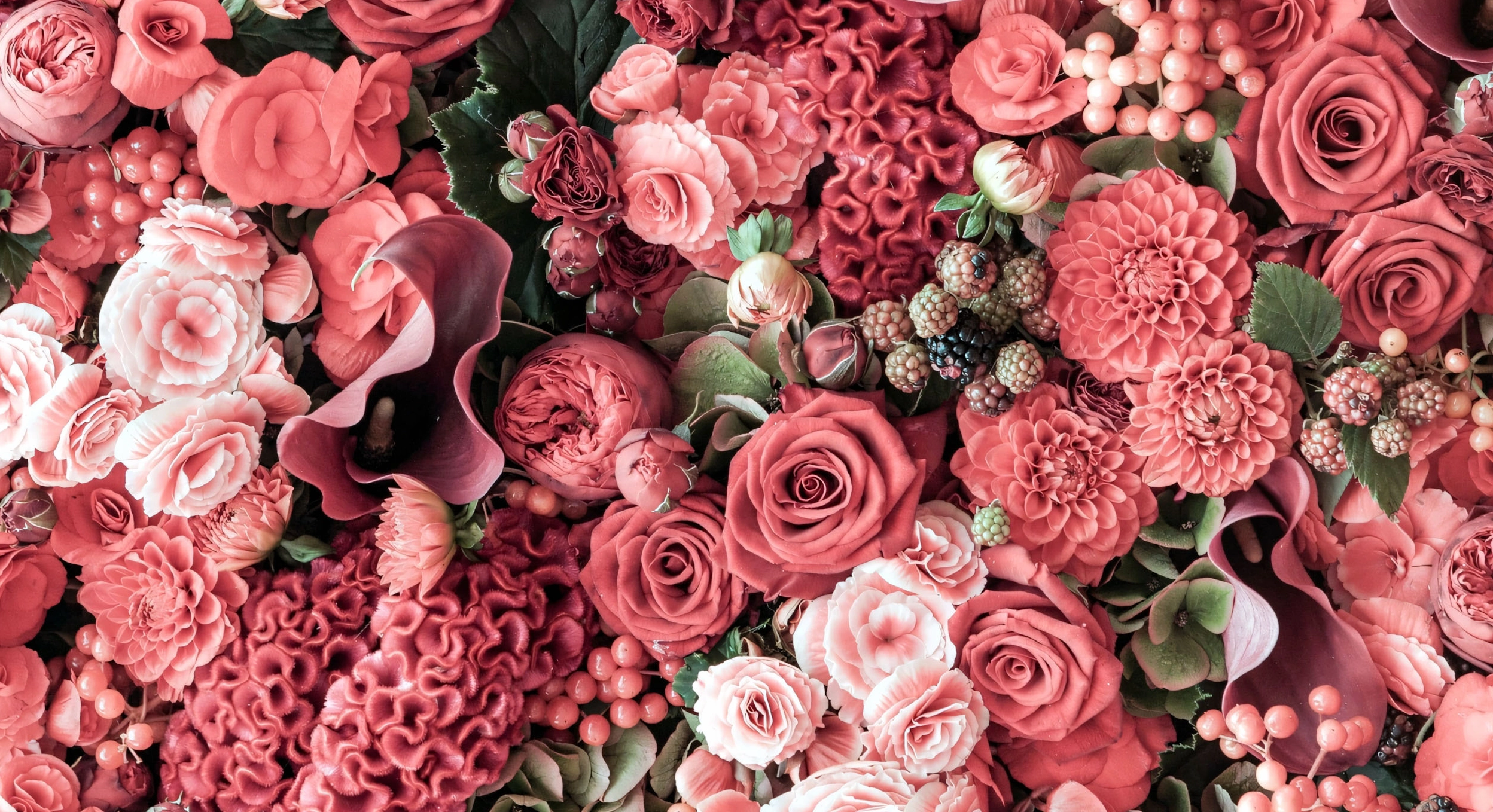 Hình nền ngộ nghĩnh hoa mẫu đơn đẹp