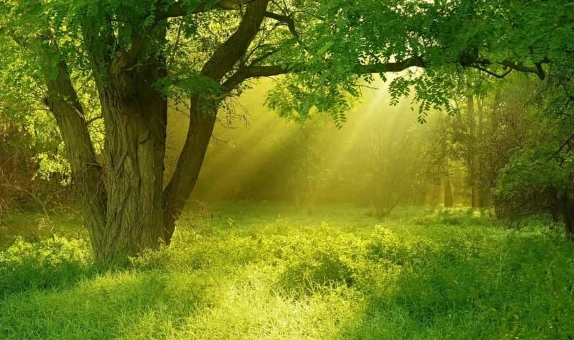 Hình nền PC may mắn với cây cầu gỗ và thác nước xanh