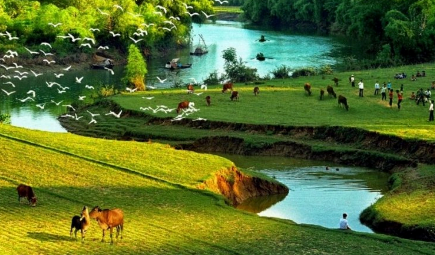 Hình nền phong cảnh đẹp dòng sông êm đềm với đàn bò gặm cỏ