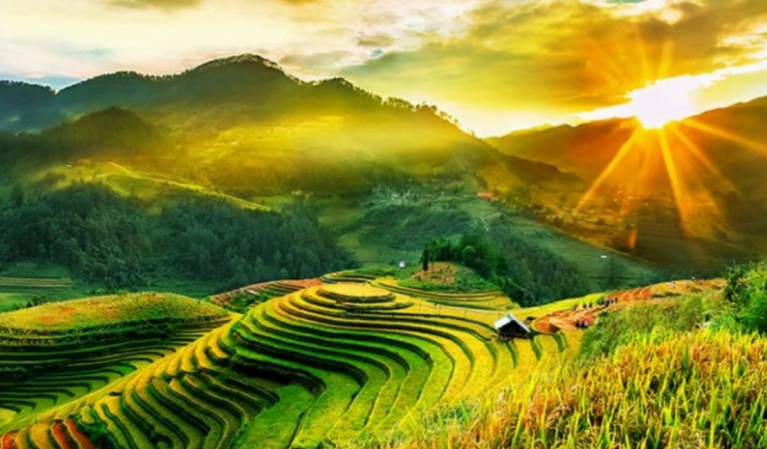 Hình nền phong cảnh đẹp núi rừng và ruộng bậc thang hùng vĩ