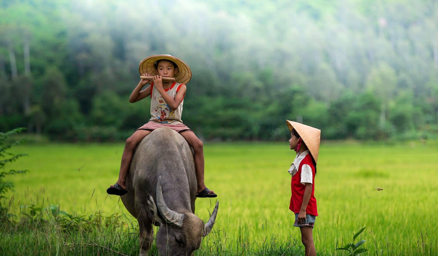 Hình nền phong cảnh đẹp trẻ em chăn trâu trên đồng cỏ làng quê yên bình