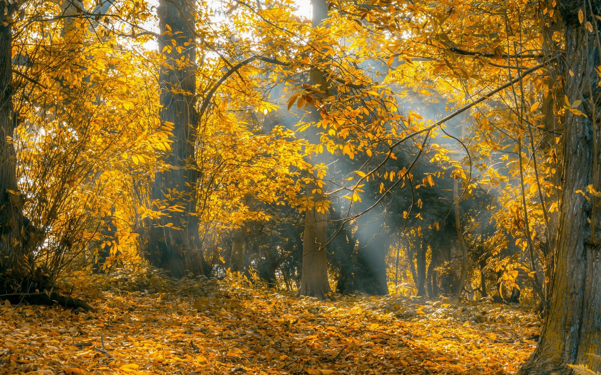Bộ sưu tập hình nền phong thủy mệnh thổ ấn tượng và thu hút tài lộc 6 Hình nền phong thủy mệnh thổ cực đẹp với sắc vàng ấm áp