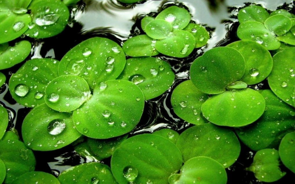 Hình nền thu hút may mắn cảnh hoàng hôn rực rỡ