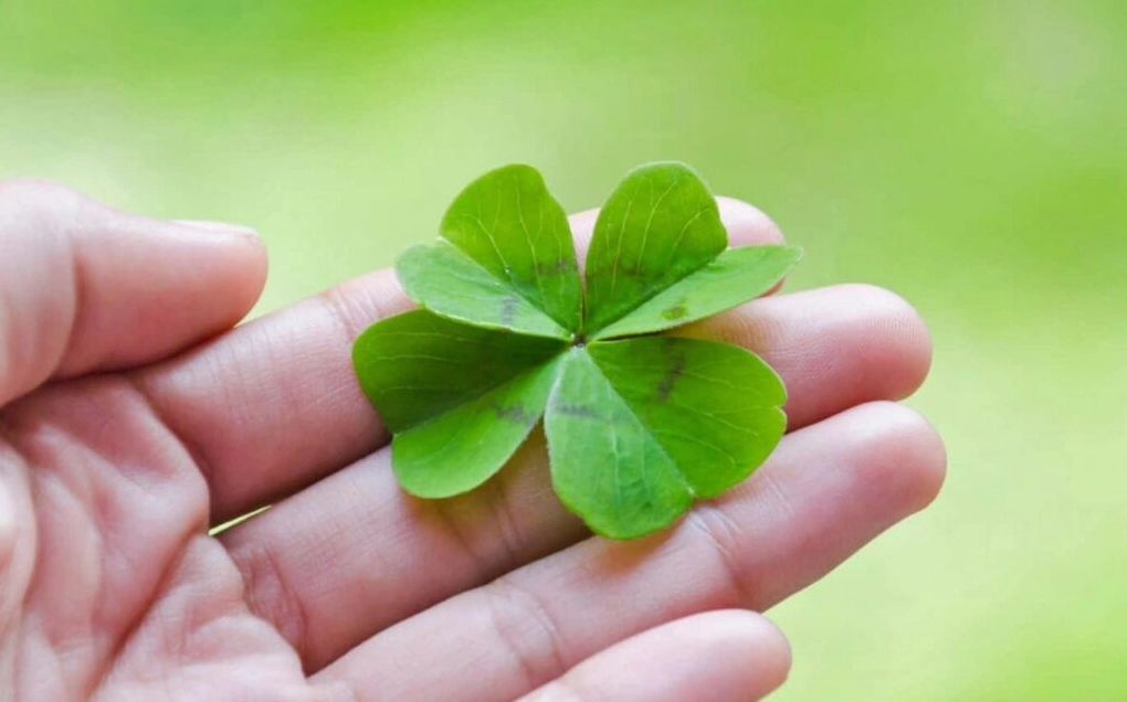 Hình nền thu hút may mắn với cảnh rừng cây xanh tươi