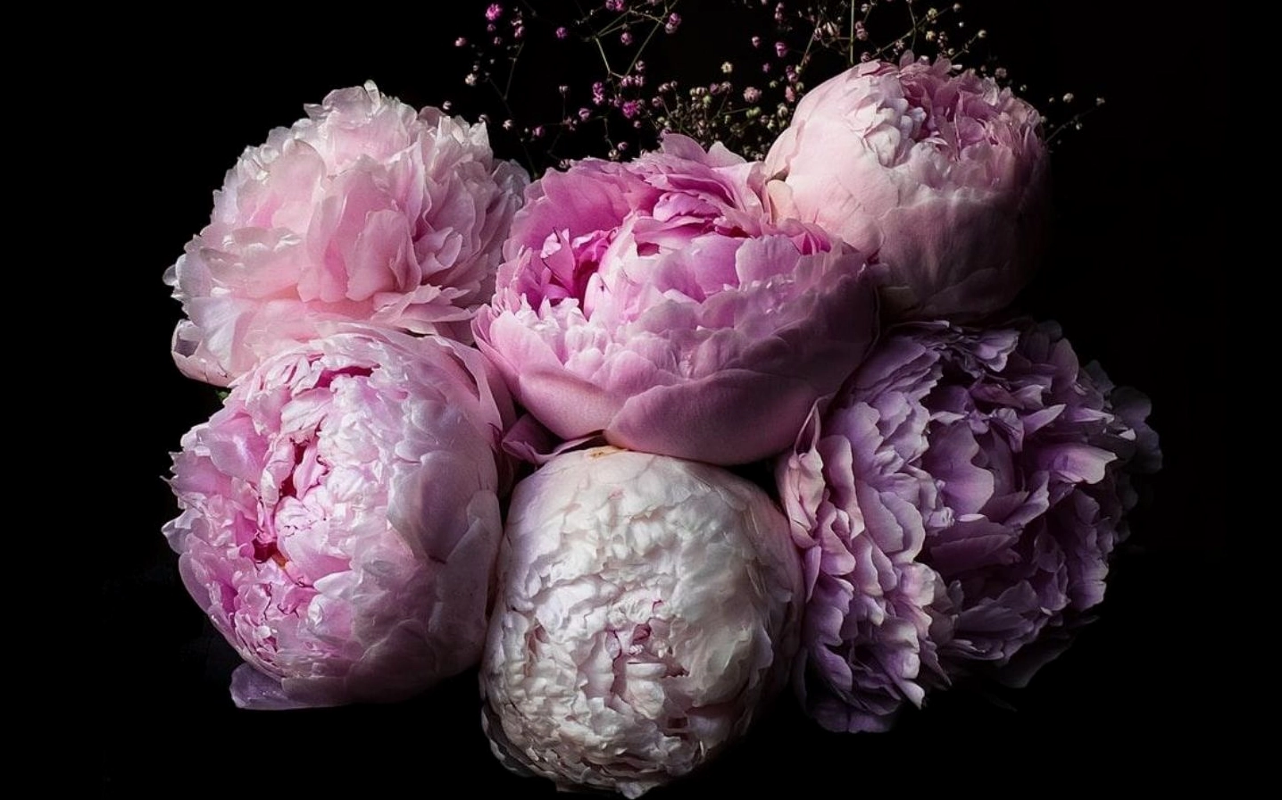 Hình nền Windows 11 với hình ảnh hoa mẫu đơn nở rộ rực rỡ