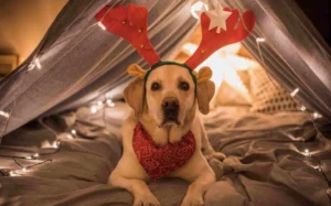 kham pha bo suu tap hinh nen cho dang yeu nhat danh cho man 507