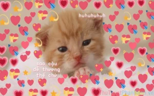 kho anh meme tinh yeu hai huoc va ba dao khien ban cuoi tha 894