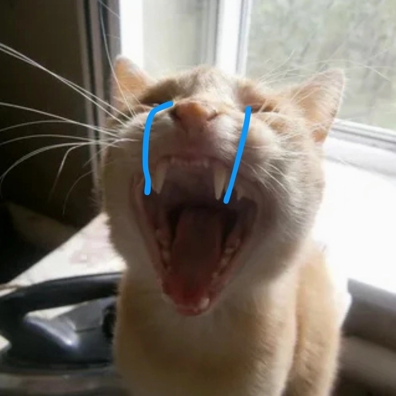 Khóc meme mèo cute đốn tim cư dân mạng