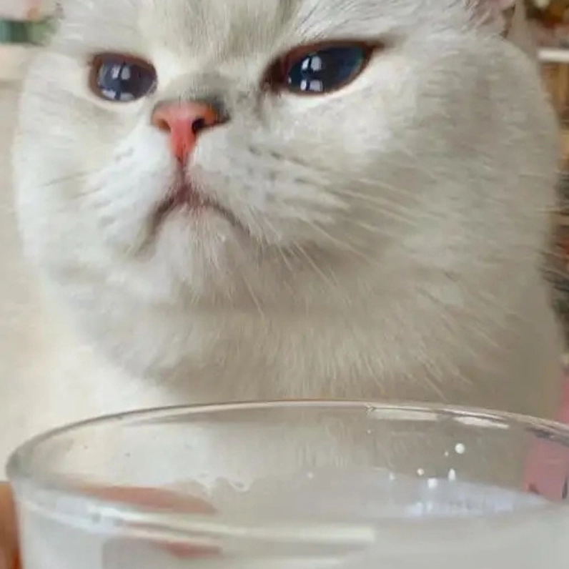 Khóc meme mèo đáng thương đầy cảm xúc