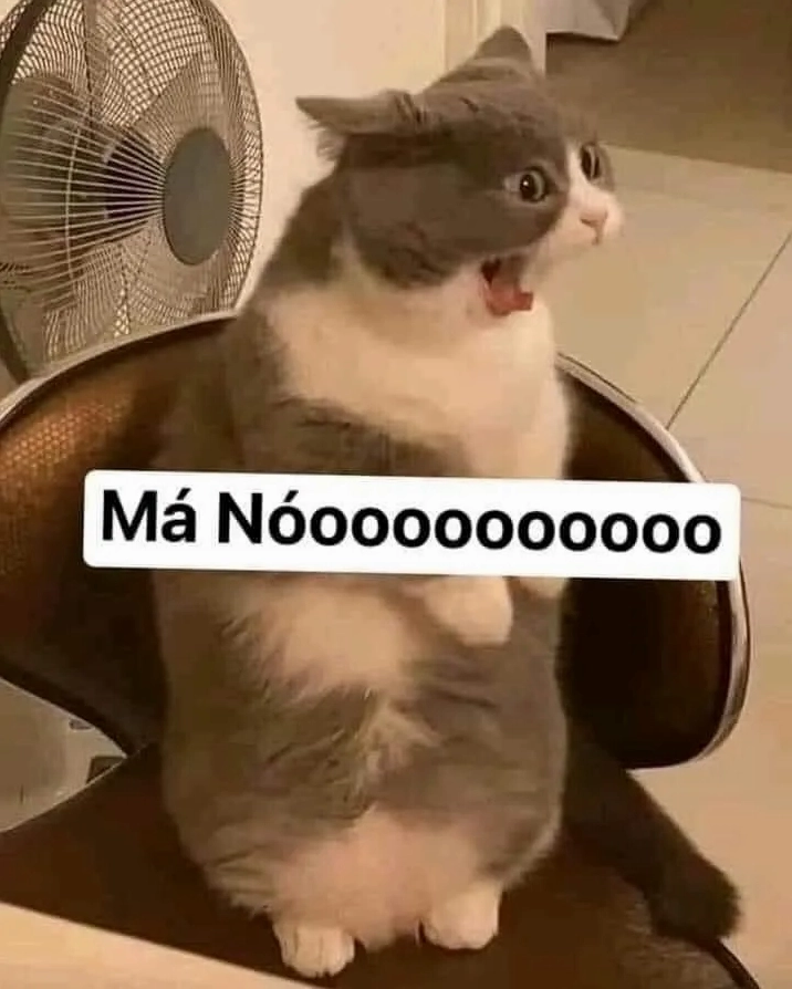 Meme bựa mèo với biểu cảm kinh ngạc
