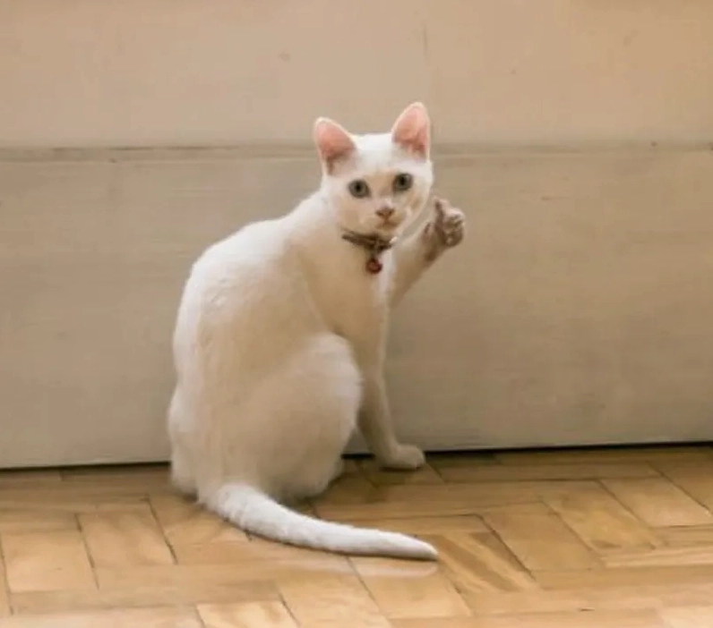 Meme cat like dễ thương cực đỉnh khoe vẻ đáng yêu