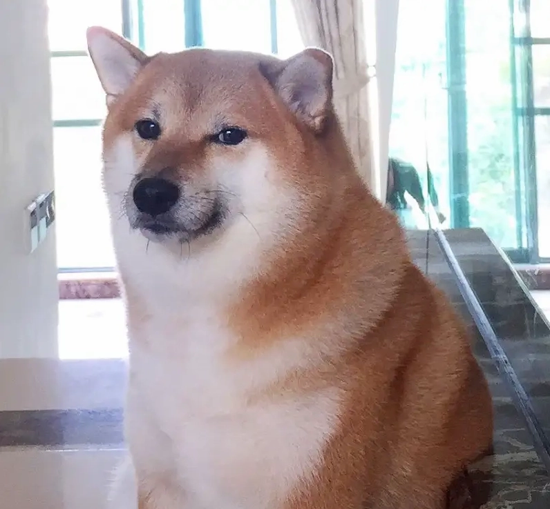 Cận cảnh bộ sưu tập ảnh cheems meme hài hước và gây cười nhất 9 Meme cheems gõ đầu bonk hài hước và thịnh hành