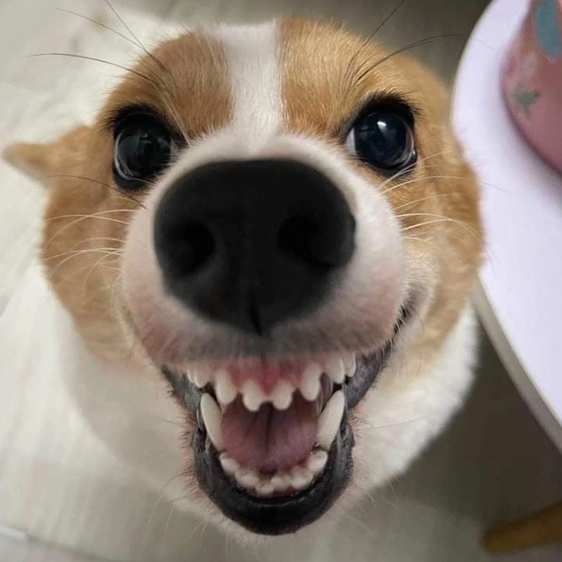 Meme chó cute đang lườm với ánh mắt sắc lạnh