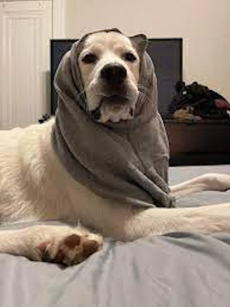 Bộ sưu tập 20+ ảnh meme đội quần hài hước khó đỡ nhất 8 Meme chó đội quần nhìn đáng thương