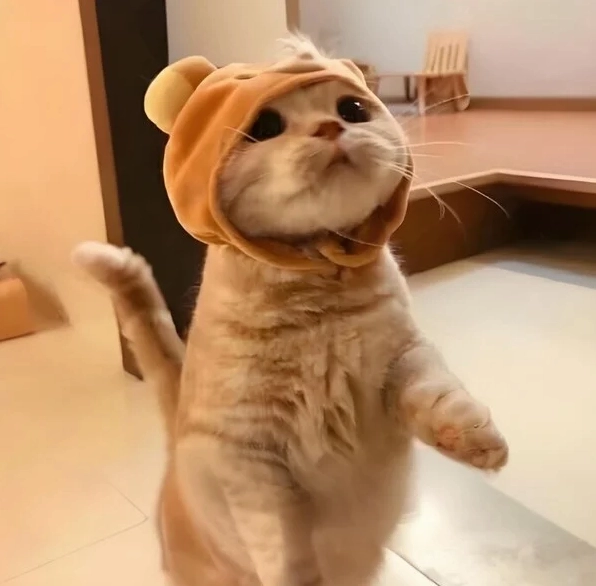 Bộ Sưu Tập Ảnh Meme An Ủi Tuyệt Đỉnh Hài Hước Đốn Tim 12 Meme con mèo an ủi với biểu cảm ngộ nghĩnh