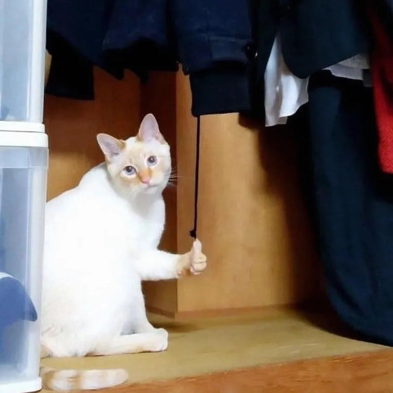 Meme con mèo like siêu dễ thương với đôi mắt buồn bã