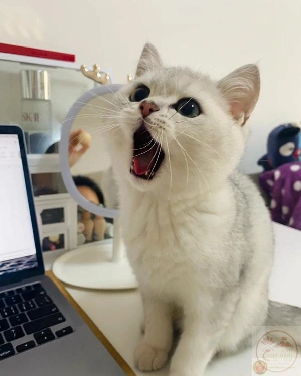 Meme há hốc mồm của mèo con tinh nghịch