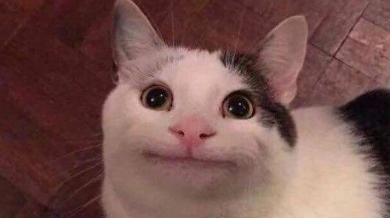 Meme há mồm của mèo bựa siêu hài hước